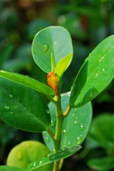 فيكوس دیورسیفولیا